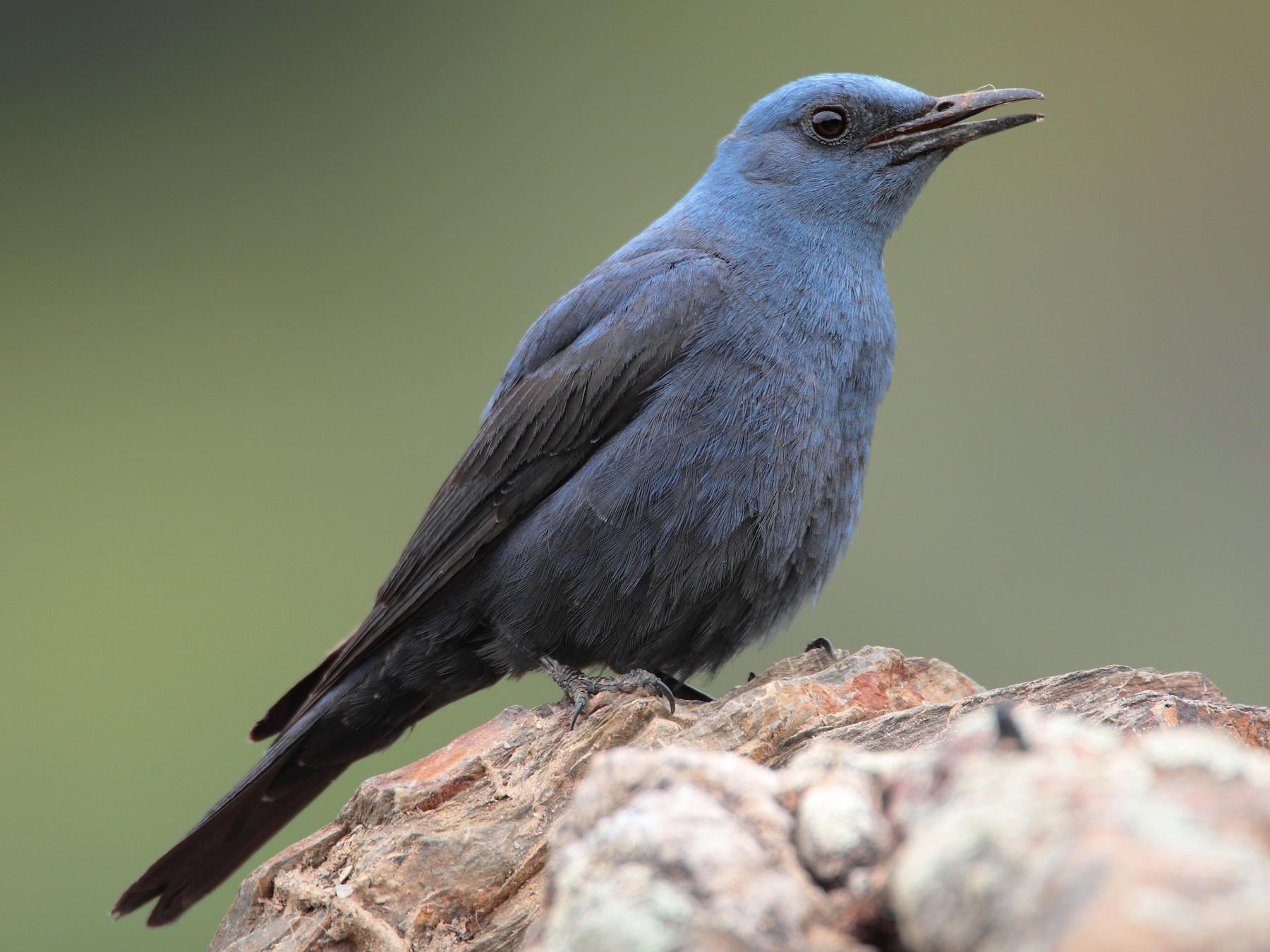 blue rock thrush